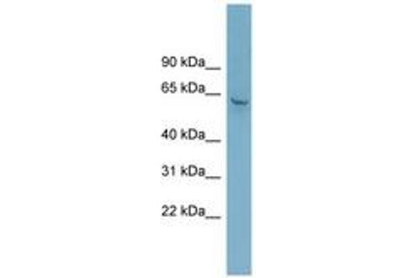 Zinc Finger Protein 117 抗体  (AA 71-120)
