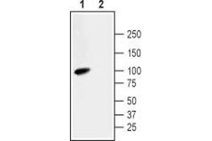 Western Blotting (WB) image for anti-Solute Carrier Family 9 (Sodium/hydrogen Exchanger), Member 3 (SLC9A3) (AA 466-479), (Intracellular) antibody (ABIN7043758)