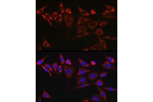 Immunofluorescence analysis of NIH/3T3 cells using KITLG Rabbit pAb (ABIN6128159, ABIN6142901, ABIN6142902 and ABIN6221323) at dilution of 1:25 (40x lens). (KIT Ligand 抗体  (AA 26-214))