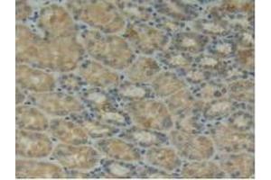 IHC-P analysis of Human Kidney Tissue, with DAB staining. (ITGAD 抗体  (AA 879-1099))
