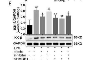 Effects of paeonol on IKK-β in LPS-induced RAW264. (GAPDH 抗体)