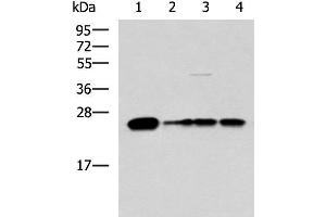 Western blot analysis of 293T LO2 and HepG2 cell lysates using MMAB Polyclonal Antibody at dilution of 1:1400 (MMAB 抗体)