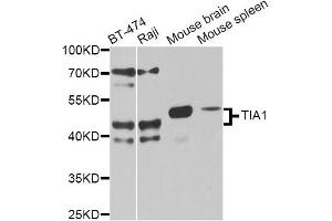 Western blot analysis of extracts of various cell lines, using TIA1 antibody. (TIA1 抗体)