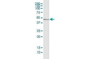 SMAD7 monoclonal antibody (M05), clone 2G6. (SMAD7 抗体  (AA 160-260))