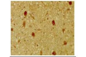 Immunohistochemical staining of mouse tissue using anti-pRb2/p130 antiserum.