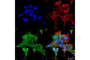 Immunocytochemistry/Immunofluorescence analysis using Mouse Anti-Alpha-2C Adrenergic Receptor Monoclonal Antibody, Clone S330A-80 . (ADRA2C 抗体  (AA 442-462) (PerCP))