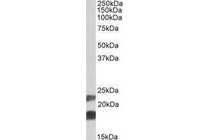 AP21511PU-N CIRBP antibody staining of Mouse Testis lysate at 0. (CIRBP 抗体  (Internal Region))