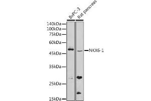 Western blot analysis of extracts of various cell lines, using NKX6-1 antibody (ABIN7268929) at 1:500 dilution. (NKX6-1 抗体)
