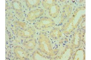 Immunohistochemistry of paraffin-embedded human kidney tissue using ABIN7149270 at dilution of 1:100 (CYP4A11 抗体  (AA 1-200))