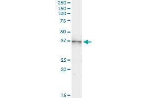 Immunoprecipitation (IP) image for anti-Aurora Kinase B (AURKB) (AA 1-90) antibody (ABIN563978)