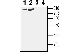 Western blot analysis of rat brain membranes (lanes 1 and 3) and mouse brain membranes (lanes 2 and 4):1-2.