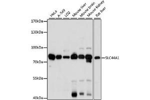 Western blot analysis of extracts of various cell lines, using SLC44A1 antibody. (SLC44A1 抗体)