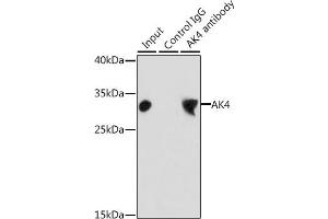 Immunoprecipitation analysis of 200 μg extracts of HepG2 cells, using 3 μg  antibody (ABIN3022789, ABIN3022790, ABIN3022791 and ABIN6219230). (AK4 抗体  (AA 1-223))