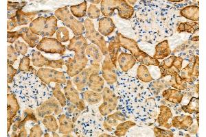 ABIN6263554 and ABIN6277124 at 1/100 staining Rat kidney tissue by IHC-P.