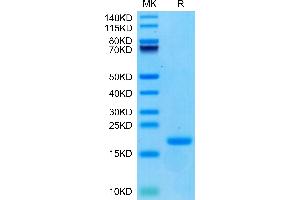 Biotinylated Human ENPP-3(48-157) on Tris-Bis PAGE under reduced condition. (ENPP3 Protein (AA 48-157) (His-Avi Tag,Biotin))