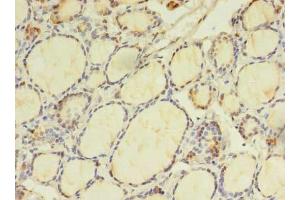 Immunohistochemistry of paraffin-embedded human thyroid tissue using ABIN7165127 at dilution of 1:100 (BEX2 抗体  (AA 1-128))