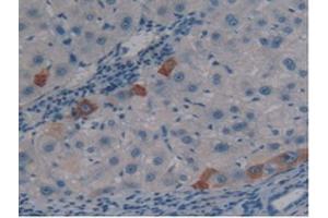 IHC-P analysis of Human Liver Tissue, with DAB staining. (PSG1 抗体  (AA 202-401))