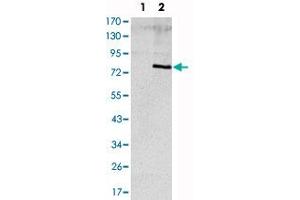 Western blot analysis using APOE monoclonal antibody, clone 1H4  against HEK293 (1) and ApoE (aa : 20-267)-hIgGFc transfected HEK293 (2) cell lysate. (APOE 抗体)
