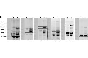 Development of multiple gene expression pigs with GT knock-out. (CD55 抗体  (Center))