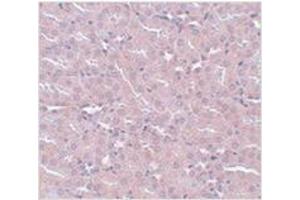 Immunohistochemistry of FRMPD2 in mouse kidney tissue with FRMPD2 antibody at 5 μg/ml. (FRMPD2 抗体  (N-Term))