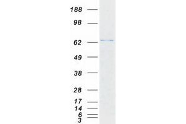 Paxillin Protein (PXN) (Transcript Variant 2) (Myc-DYKDDDDK Tag)