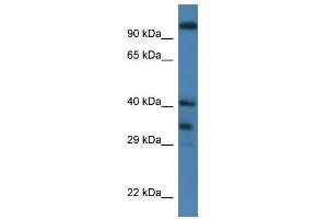 Western Blot showing Morf4l1 antibody used at a concentration of 1.