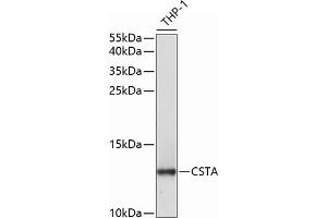 Western blot analysis of extracts of THP-1 cells, using CSTA antibody  at 1:1000 dilution. (CSTA 抗体  (AA 1-98))