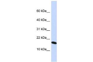 H2AFX antibody used at 1 ug/ml to detect target protein. (H2AFX 抗体  (N-Term))