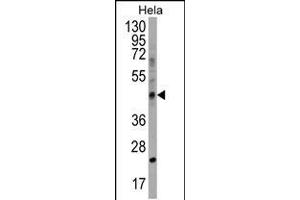 Western blot analysis in Hela cell line lysates (35ug/lane). (CHID1 抗体  (C-Term))