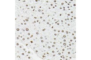 Immunohistochemistry of paraffin-embedded mouse liver using EDF1 antibody (ABIN5971272) at dilution of 1/100 (40x lens). (EDF1 抗体)