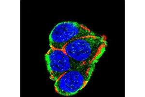 Confocal immunofluorescent analysis of AKT2 Antibody (ABIN652284 and ABIN2841195) with 293 cell followed by Alexa Fluor 488-conjugated goat anti-rabbit lgG (green). (AKT2 抗体)