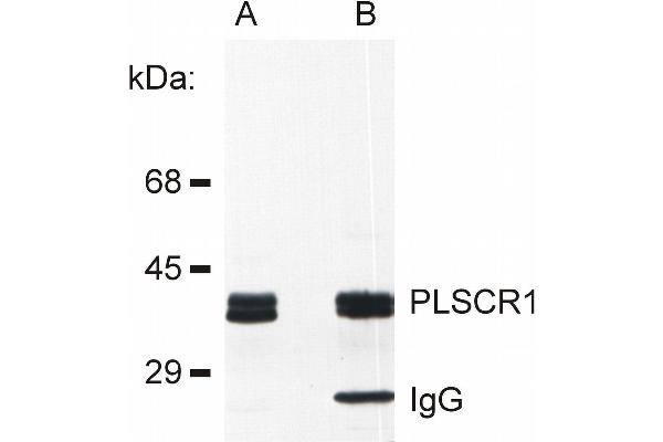 PLSCR1 抗体