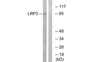Western blot analysis of extracts from RAW264. (LRP3 抗体  (N-Term))