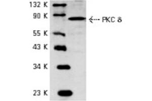 Image no. 1 for anti-Protein Kinase C, delta (PKCd) antibody (ABIN272063) (PKC delta 抗体)