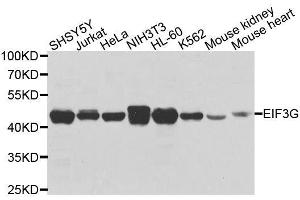 Western blot analysis of extracts of various cell lines, using EIF3G antibody. (EIF3G 抗体  (AA 1-320))