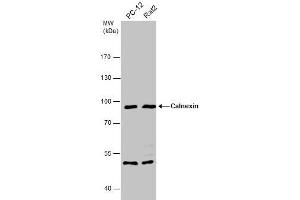 Western Blotting (WB) image for anti-Calnexin (CANX) (Internal Region) antibody (ABIN2855124)