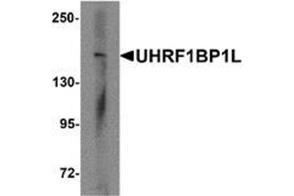 UHRF1BP1L Antikörper  (Middle Region)