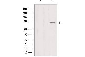 Western blot analysis of extracts from HepG2, using IF3EI Antibody. (EIF3L 抗体  (N-Term))