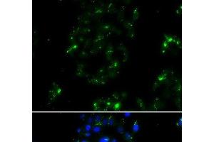 Immunofluorescence analysis of A549 cells using BOC Polyclonal Antibody (BOC 抗体)