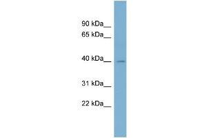 WB Suggested Anti-BCAT1 Antibody Titration:  0. (BCAT1 抗体  (N-Term))