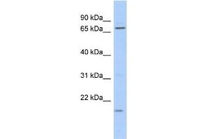 WB Suggested Anti-FUBP3 Antibody Titration: 0.