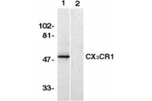 Image no. 1 for anti-Chemokine (C-X3-C Motif) Receptor 1 (CX3CR1) (AA 2-21), (N-Term) antibody (ABIN318971) (CX3CR1 抗体  (N-Term))