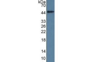 Rabbit Detection antibody from the kit in WB with Positive Control: Human Spinal cord lysate. (GDF11 ELISA 试剂盒)