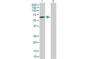 Western Blot analysis of CD4 expression in transfected 293T cell line by CD4 MaxPab polyclonal antibody. (CD4 抗体  (AA 1-458))