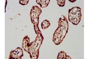 IHC image of ABIN7166989 diluted at 1:400 and staining in paraffin-embedded human placenta tissue performed on a Leica BondTM system.