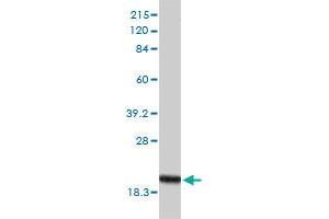 POLR2H monoclonal antibody (M01), clone 3G6-1A4 Western Blot analysis of POLR2H expression in Hela . (POLR2H 抗体  (AA 1-150))