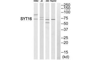 Western blot analysis of extracts from K562 cells, Jurkat cells, 293 cells and HepG2 cells, using SYT16 antibody. (SYT16 抗体)