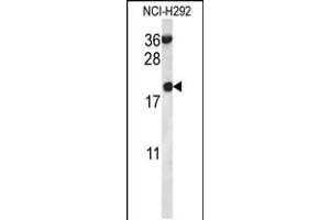 Western blot analysis in NCI-H292 cell line lysates (35ug/lane). (RPS12 抗体  (N-Term))