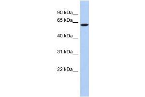 WB Suggested Anti-CAMKV Antibody Titration: 0. (CAMKV 抗体  (N-Term))
