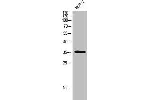 Western Blot analysis of MCF-7 cells using Olfactory receptor 5A1 Polyclonal Antibody (OR5A1 抗体  (C-Term))